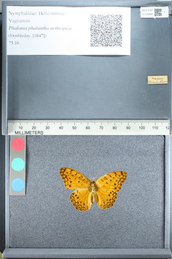 Media type: image;   Entomology 158988